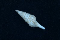 藏品(金絲捲管螺)的圖片